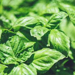 coltivazione basilico